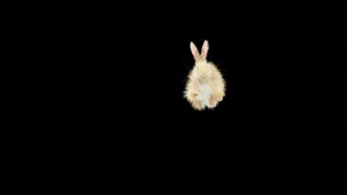 Videohive - 61 Rabbit Twist Flip 4K - 33034832 - 33034832