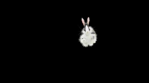 Videohive - 61 Rabbit Twist Flip HD - 33034835 - 33034835