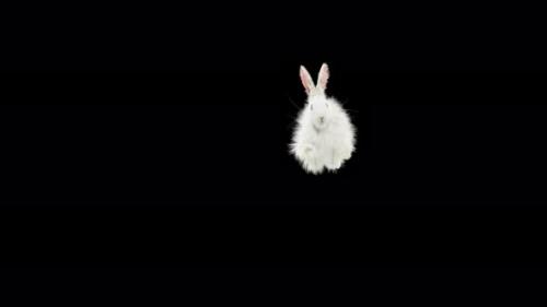 Videohive - 61 Rabbit Twist Flip 4K - 33034842 - 33034842