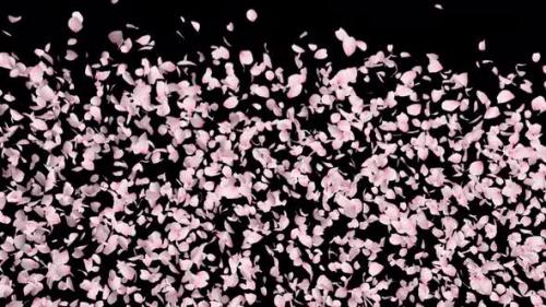 Videohive - Cherry Blossom Explosion - 33043065 - 33043065