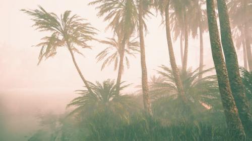 Videohive - Coconut Palms in Deep Morning Fog - 32989177 - 32989177