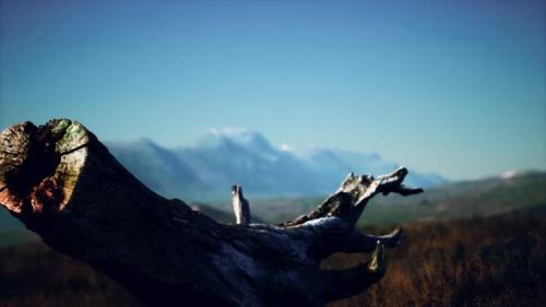 Videohive - Old Tree Stump Trunk on the Hill at Sunset - 32989227 - 32989227