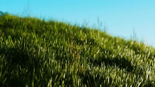 Videohive - Green Fresh Grass As a Nice Background - 32989608 - 32989608