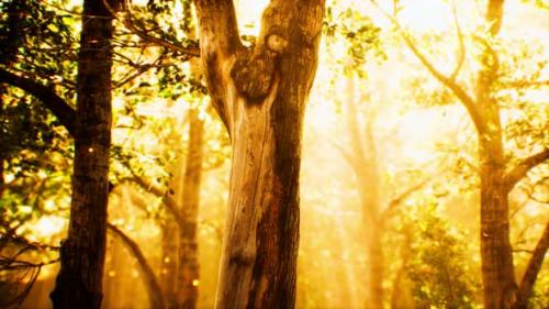 Videohive - Rays of Sunlight in a Misty Forest in Autumn - 32989976 - 32989976