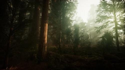 Videohive - Redwood Forest Foggy Sunset Scenery - 32989993 - 32989993