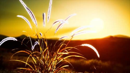 Videohive - Wild Flowers on Hills at Sunset - 32990022 - 32990022