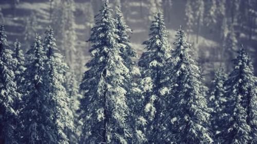 Videohive - Winter Snow Covered Cone Trees on Mountainside - 32990255 - 32990255