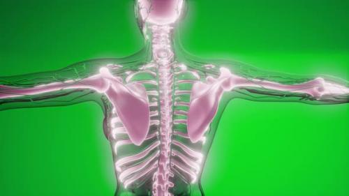 Videohive - Transparent Human Body with Visible Bones - 32988263 - 32988263