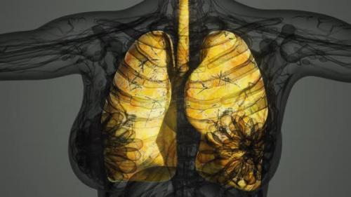 Videohive - Science Anatomy Scan of Human Lungs - 32988288 - 32988288