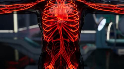 Videohive - Science Anatomy Scan of Human Blood Vessels - 32988372 - 32988372