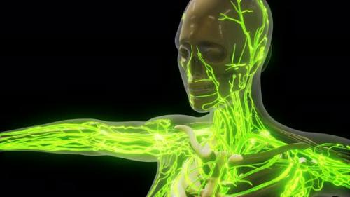 Videohive - Science Anatomy of Human Blood Vessels - 32988389 - 32988389