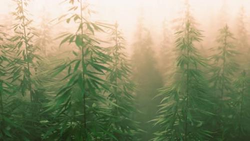 Videohive - Plantation of Cannabis in Deep Fog - 32990524 - 32990524