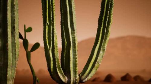 Videohive - Arizona Desert Sunset with Giant Saguaro Cactus - 32990559 - 32990559