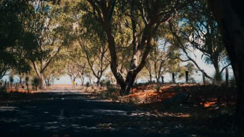 Videohive - Outback Road with Dry Grass and Trees - 32990584 - 32990584