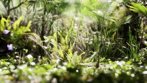 Videohive - Close Up Jungle Grass and Plants - 33080864 - 33080864