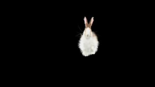 Videohive - 62 Rabbit Flip Kick HD - 33105627 - 33105627