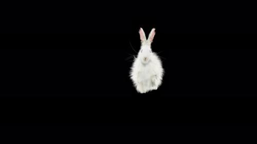 Videohive - 62 Rabbit Flip Kick 4K - 33105629 - 33105629