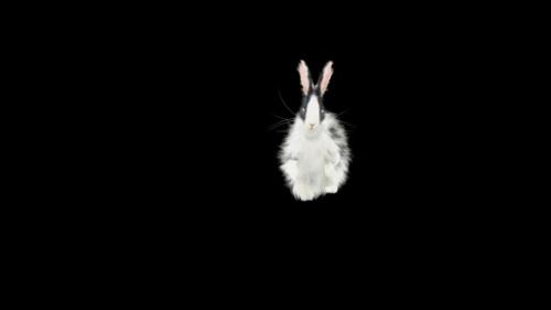 Videohive - 62 Rabbit Flip Kick HD - 33105630 - 33105630