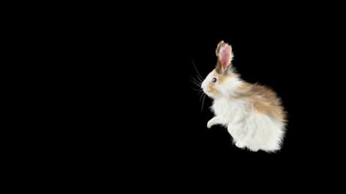 Videohive - 62 Rabbit Flip Kick HD - 33105632 - 33105632