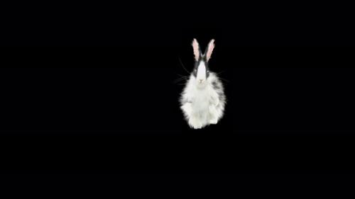 Videohive - 62 Rabbit Flip Kick 4K - 33105634 - 33105634