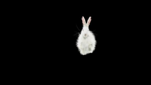 Videohive - 62 Rabbit Flip Kick HD - 33105636 - 33105636