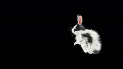 Videohive - 62 Rabbit Flip Kick 4K - 33105626 - 33105626