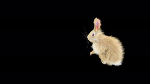 Videohive - 62 Rabbit Flip Kick 4K - 33105628 - 33105628