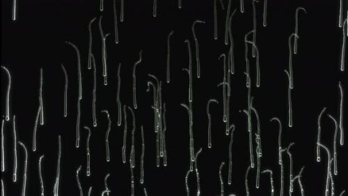 Videohive - Liquid Drops falling down on glass on black background in 4k. alpha - 33116735 - 33116735