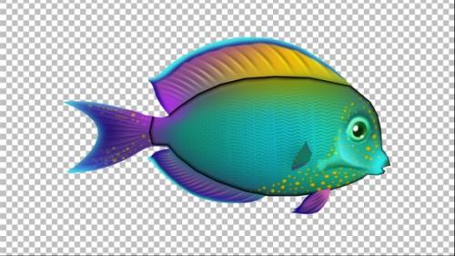 Videohive - Cartoon Tang Fish Version 06 - 33086427 - 33086427