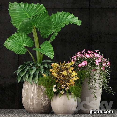 Plants collection 52 3d Models