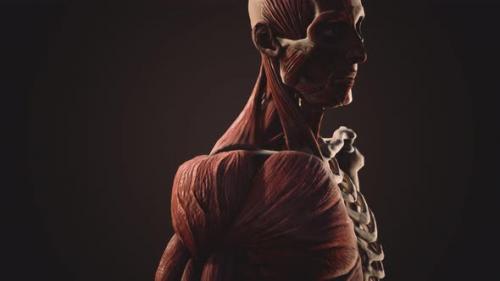 Videohive - Muscular and Skeletal System of Human Body - 33152889 - 33152889