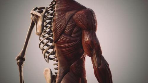 Videohive - Muscular and Skeletal System of Human Body - 33152911 - 33152911