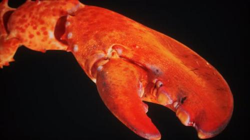 Videohive - Lobster Claw in Macro - 33152922 - 33152922