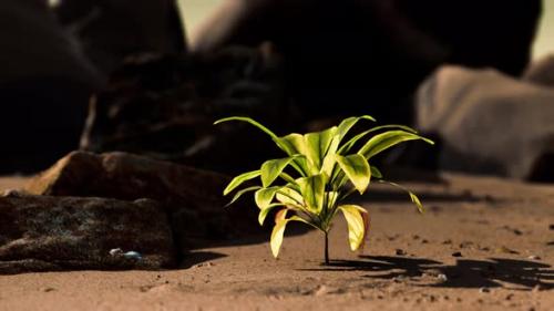 Videohive - Green Plant at Sand Beach - 33080977 - 33080977