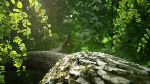 Videohive - Nature Background Looped 4K - 33131658 - 33131658