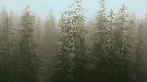 Videohive - Plantation of Cannabis in Deep Fog - 33134317 - 33134317