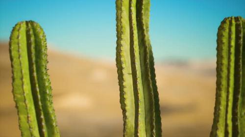 Videohive - Saguaro Cactus on the Sonoran Desert in Arizona - 33134321 - 33134321