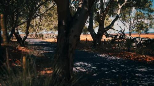 Videohive - Outback Road with Dry Grass and Trees - 33134328 - 33134328