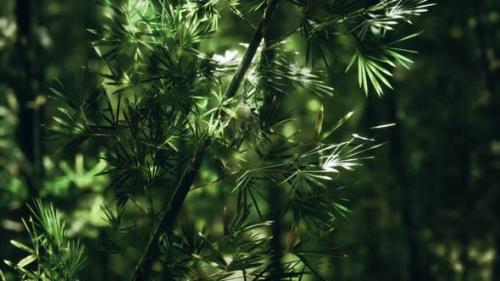 Videohive - Green Bamboo Forest in Hawaii - 33134338 - 33134338