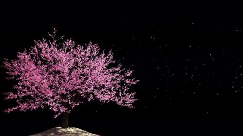 Videohive - Cherry Blossom 03 Alpha 4K - 33216536 - 33216536