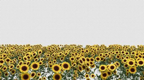 Videohive - Sunflower Meadow - 33223713 - 33223713