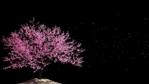 Videohive - Cherry Blossom 03 Alpha HD - 33216535 - 33216535