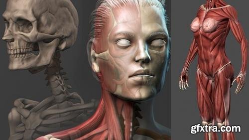 Female Anatomy Sculpting in Zbrush