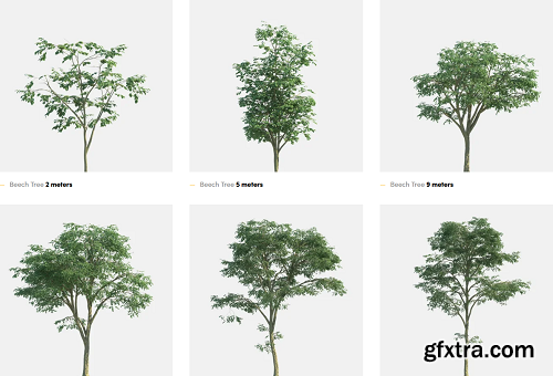 Polyget -  Beech Tree 3D Models Collection