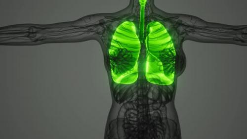 Videohive - Science Anatomy Scan of Human Lungs - 33260142 - 33260142