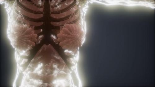 Videohive - Colorful Human Body Animation Showing Bones and Organs - 33260221 - 33260221