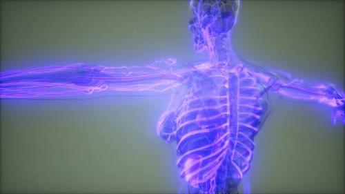 Videohive - Blood Vessels of Human Body - 33260252 - 33260252