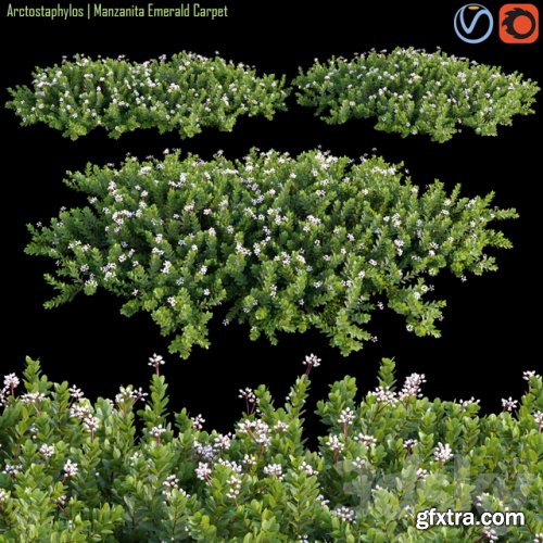 Arctostaphylos Manzanita Emerald Carpet # 2