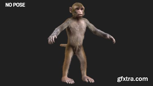 Monkey Fur Rigged model