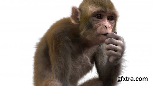 Monkey Fur Rigged model